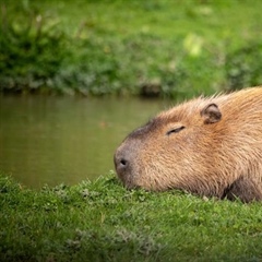 The Capybara: The World's Largest Rodent