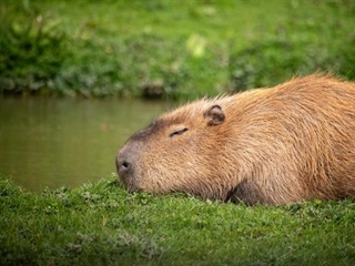 The Capybara: The World's Largest Rodent