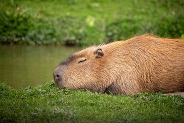 The Capybara: The World's Largest Rodent