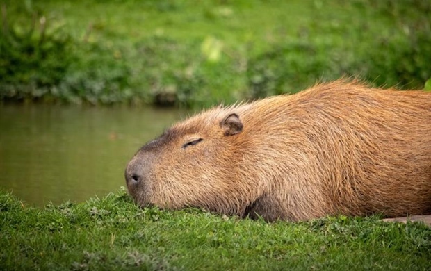 The Capybara: The World's Largest Rodent