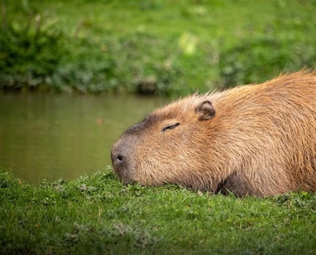 The Capybara: The World's Largest Rodent