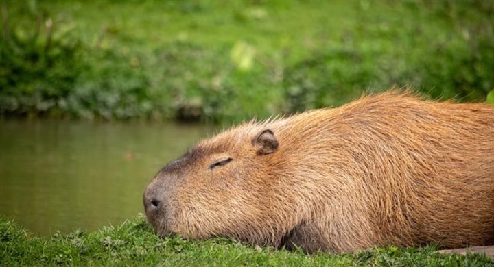 The Capybara: The World's Largest Rodent
