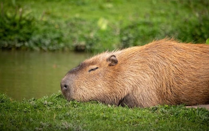 The Capybara: The World's Largest Rodent