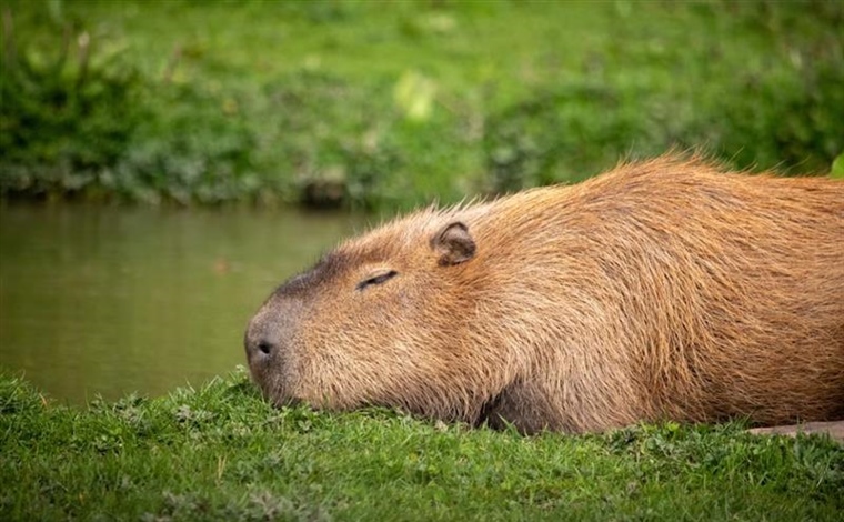 The Capybara: The World's Largest Rodent