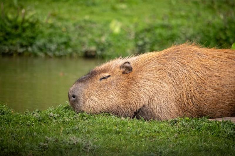 The Capybara: The World's Largest Rodent