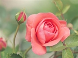 Roses: The Timeless Flowers of Love, Beauty, and Tradition