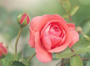 Roses: The Timeless Flowers of Love, Beauty, and Tradition