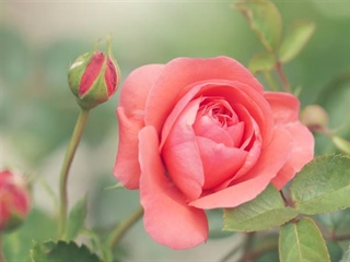 Roses: The Timeless Flowers of Love, Beauty, and Tradition