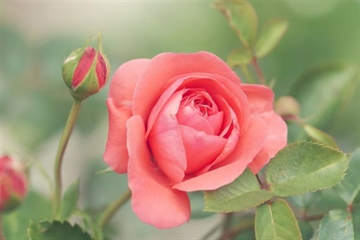 Roses: The Timeless Flowers of Love, Beauty, and Tradition