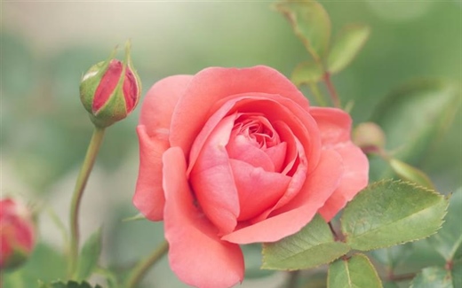 Roses: The Timeless Flowers of Love, Beauty, and Tradition