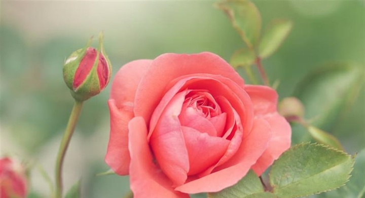 Roses: The Timeless Flowers of Love, Beauty, and Tradition