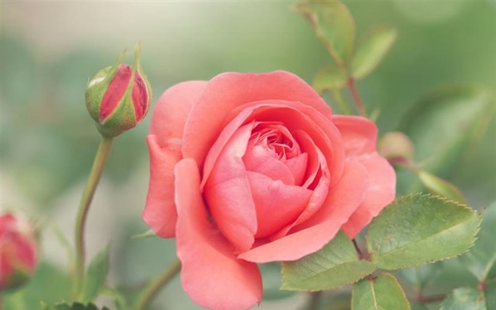 Roses: The Timeless Flowers of Love, Beauty, and Tradition
