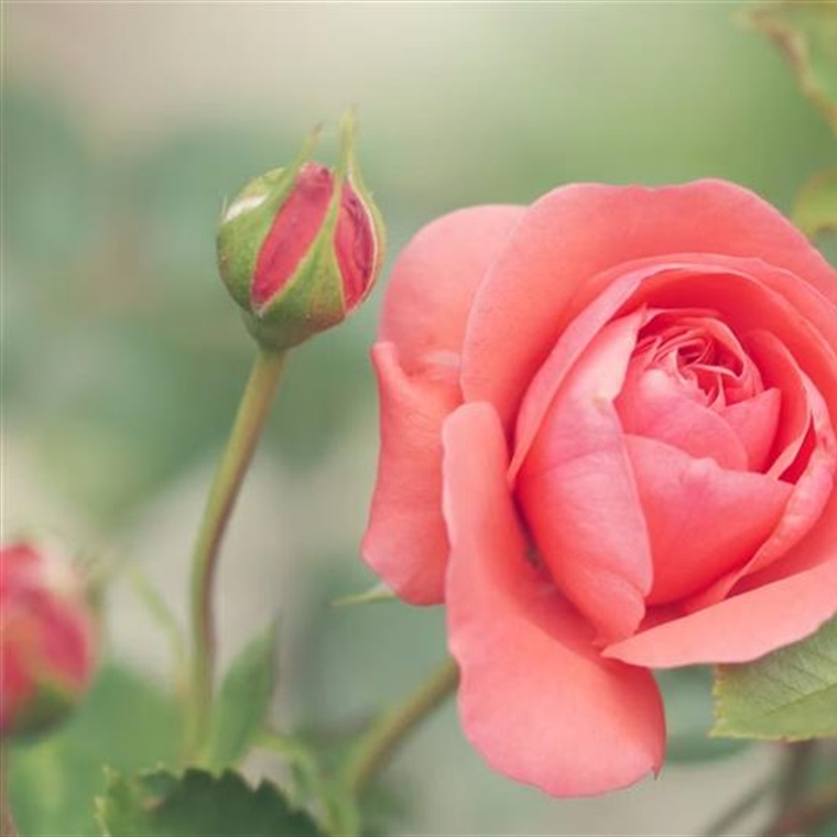 Roses: The Timeless Flowers of Love, Beauty, and Tradition