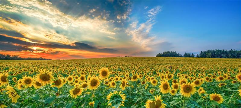 Sunflowers: Bright Flowers That Follow the Light