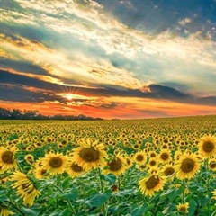 Sunflowers: Bright Flowers That Follow the Light