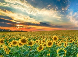 Sunflowers: Bright Flowers That Follow the Light
