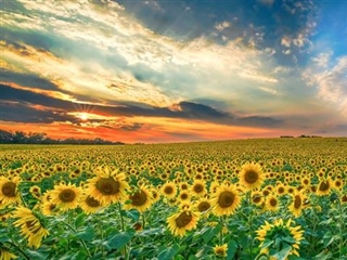 Sunflowers: Bright Flowers That Follow the Light
