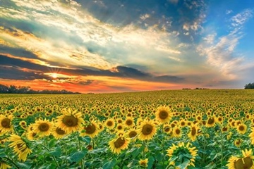 Sunflowers: Bright Flowers That Follow the Light