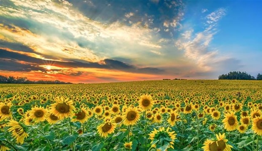 Sunflowers: Bright Flowers That Follow the Light