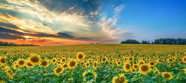 Sunflowers: Bright Flowers That Follow the Light