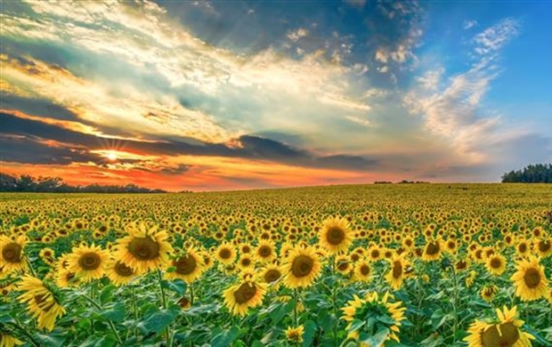 Sunflowers: Bright Flowers That Follow the Light