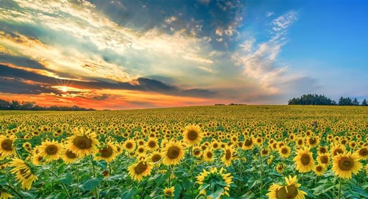 Sunflowers: Bright Flowers That Follow the Light