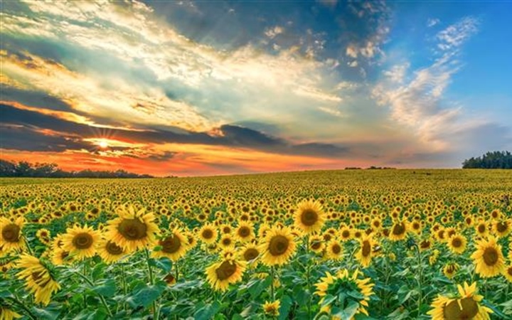 Sunflowers: Bright Flowers That Follow the Light