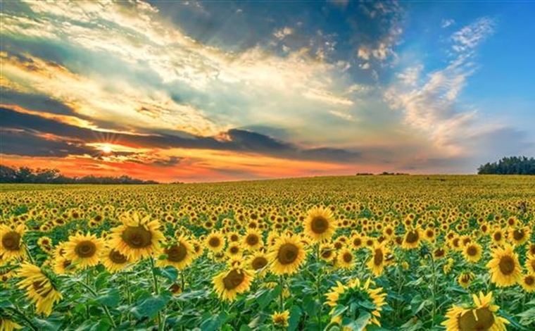 Sunflowers: Bright Flowers That Follow the Light