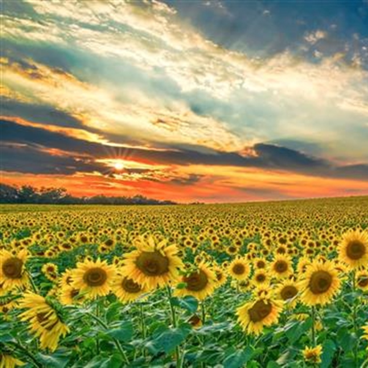 Sunflowers: Bright Flowers That Follow the Light