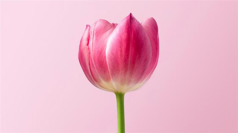 Tulips: The Colorful Flowers That Transformed European Gardens