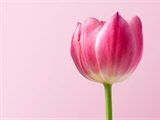 Tulips: The Colorful Flowers That Transformed European Gardens