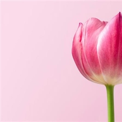 Tulips: The Colorful Flowers That Transformed European Gardens