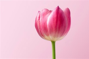 Tulips: The Colorful Flowers That Transformed European Gardens