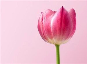 Tulips: The Colorful Flowers That Transformed European Gardens
