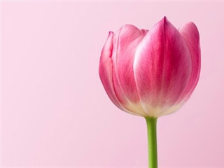 Tulips: The Colorful Flowers That Transformed European Gardens