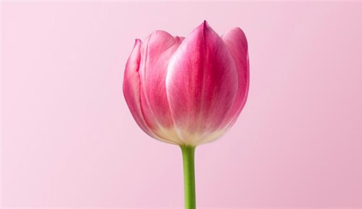 Tulips: The Colorful Flowers That Transformed European Gardens
