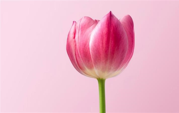 Tulips: The Colorful Flowers That Transformed European Gardens