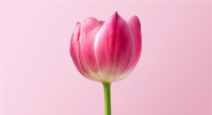 Tulips: The Colorful Flowers That Transformed European Gardens