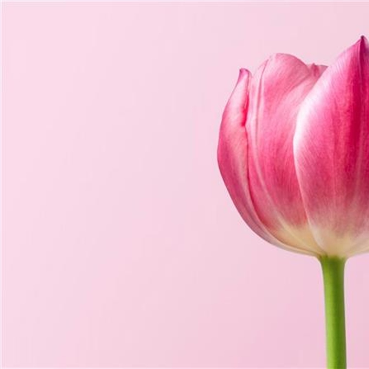 Tulips: The Colorful Flowers That Transformed European Gardens