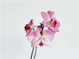 Orchids: Some of the Most Diverse Flowers on Earth