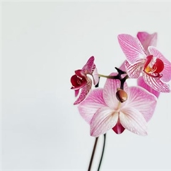 Orchids: Some of the Most Diverse Flowers on Earth