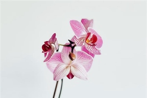 Orchids: Some of the Most Diverse Flowers on Earth