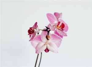 Orchids: Some of the Most Diverse Flowers on Earth