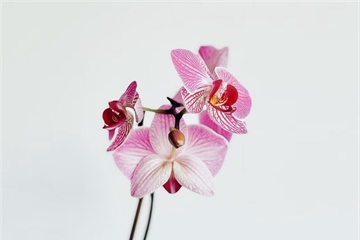 Orchids: Some of the Most Diverse Flowers on Earth