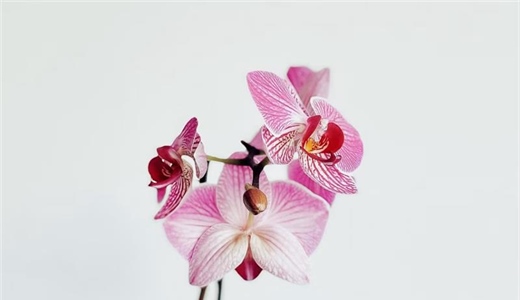 Orchids: Some of the Most Diverse Flowers on Earth