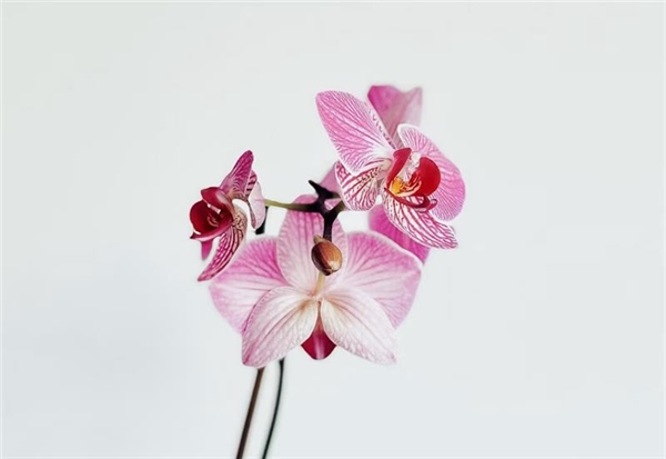 Orchids: Some of the Most Diverse Flowers on Earth