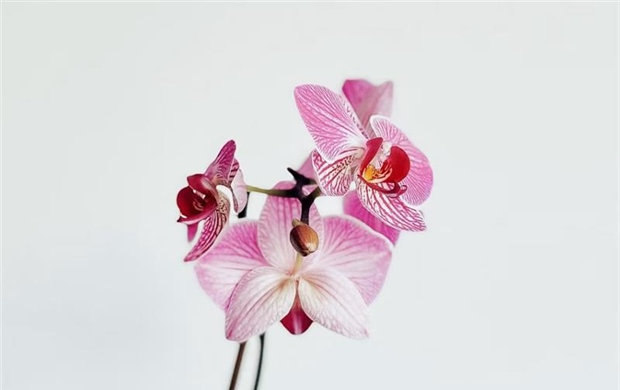 Orchids: Some of the Most Diverse Flowers on Earth