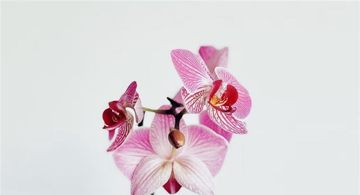 Orchids: Some of the Most Diverse Flowers on Earth