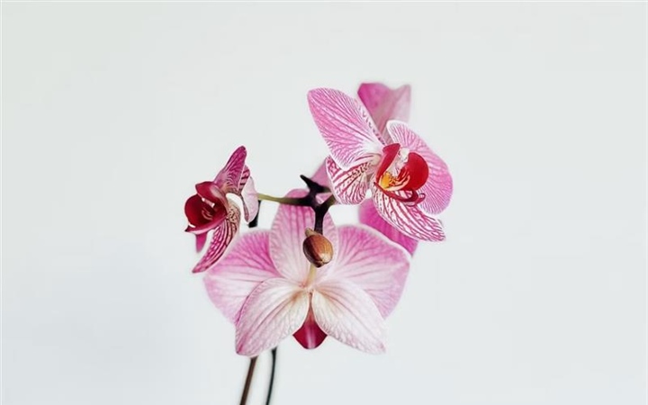 Orchids: Some of the Most Diverse Flowers on Earth