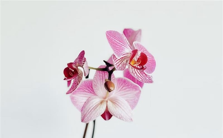 Orchids: Some of the Most Diverse Flowers on Earth